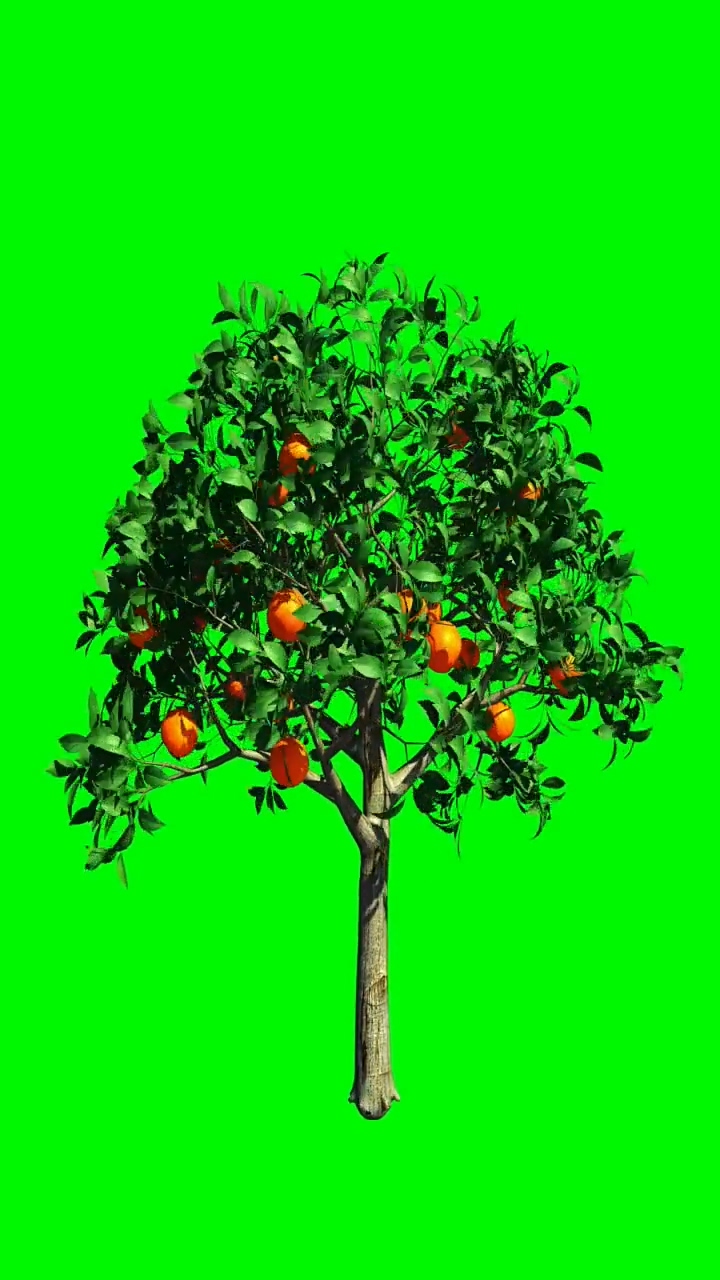橘子树长大 树生长 绿幕素绿布和绿幕视频抠像素材